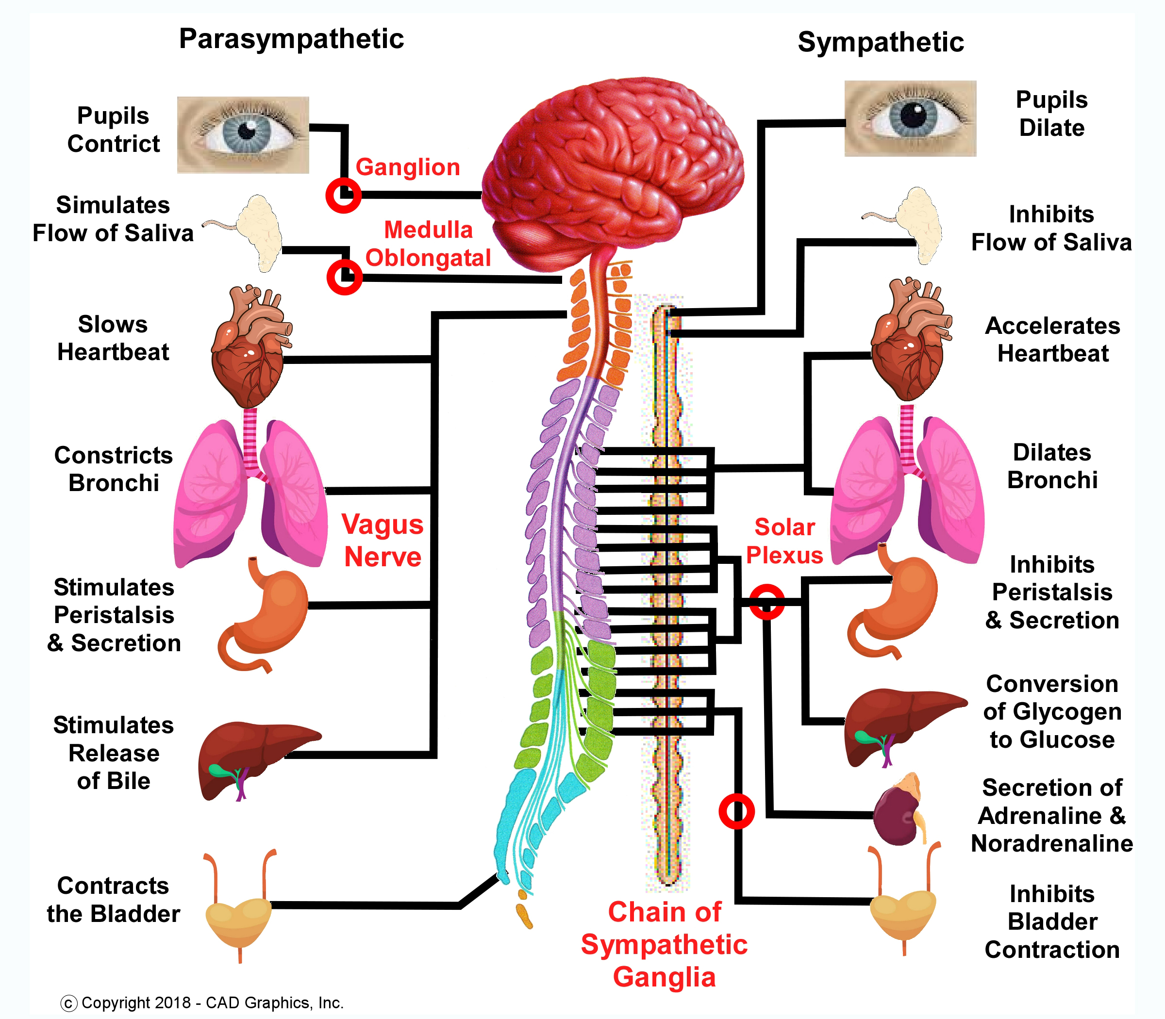 Parasympathetic Nervous System-graphic.jpg