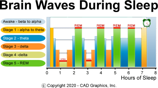 Brain Waves During Sleep