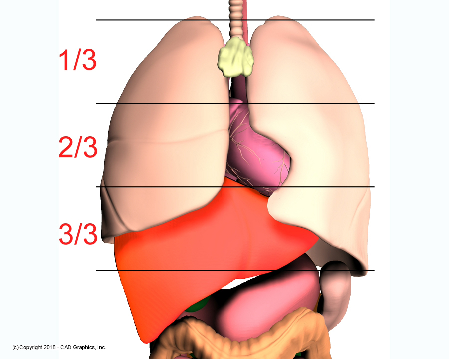 Lungs graphic