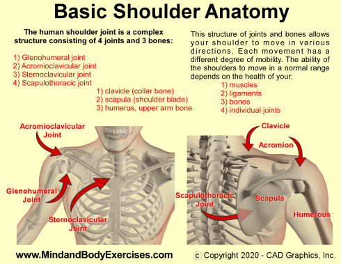 Basic Shoulder Anatomy