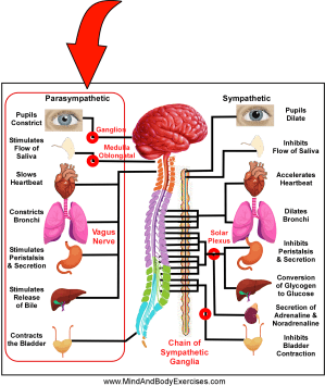Parasympathetic Graphic